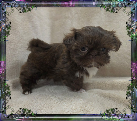Tiny little female chinese imperial shih tzu puppies for sale teacup